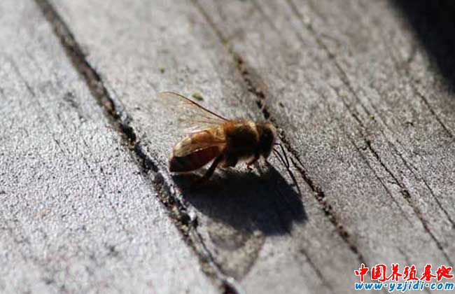 蜜蜂白堊病
