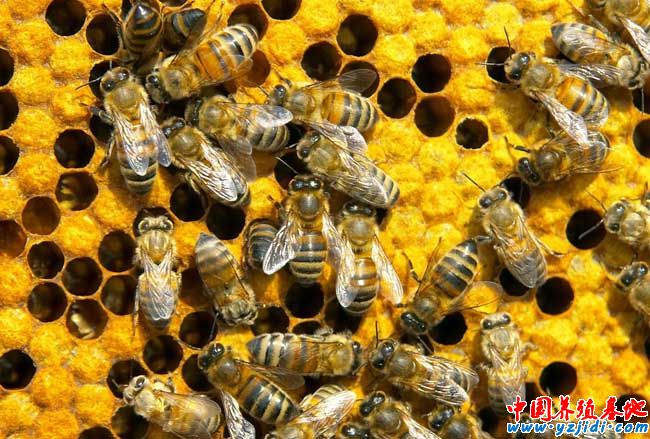 蜜蜂螫人為什么會死