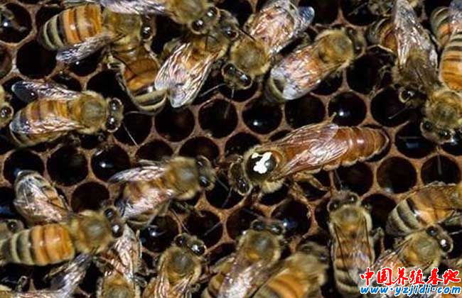 蜂箱的制作方法