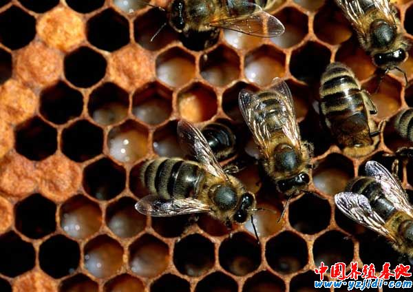 春天蜜蜂的繁殖技術