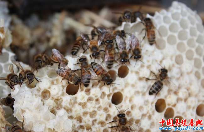 蜜蜂飼料配置方法