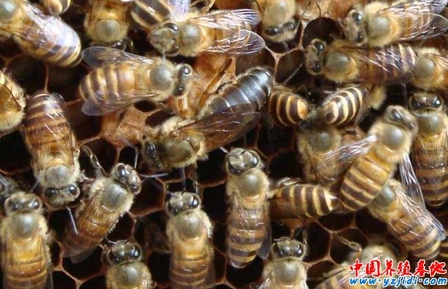 沒有蜂王怎么養蜜蜂