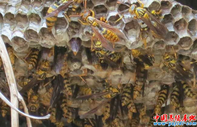 被蜜蜂蟄了怎么處理