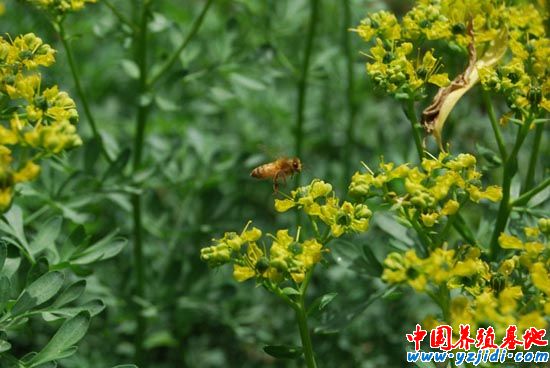 搜捕蜂群