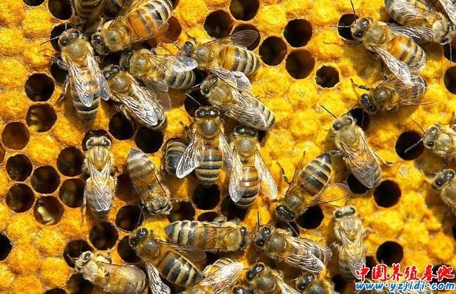 被蜜蜂蟄了怎么處理