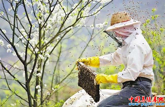 蜂群的合并與調整技術