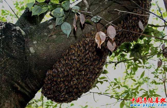 中華蜜蜂養殖技術