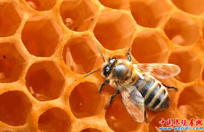 蜜蜂的生物天敵胡蜂的防治