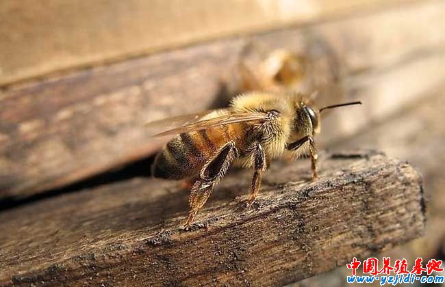 被蜜蜂蟄了怎么處理