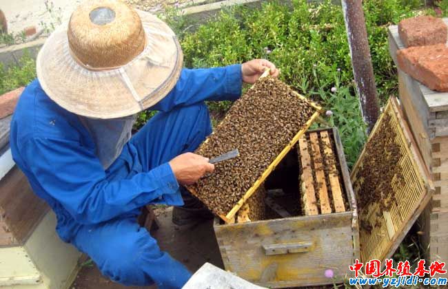 怎樣養蜜蜂才不跑