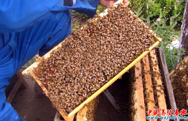 怎樣養蜜蜂才不跑