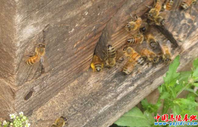 蜜蜂什么時候繁殖快