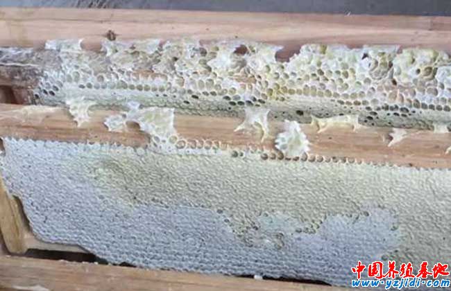 中蜂如何換王