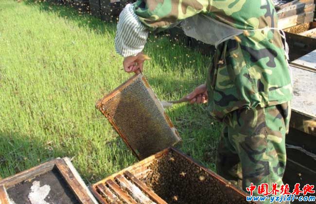 蜜蜂巢脾修造方法