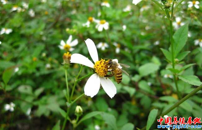 怎樣協助蜜蜂對抗天敵