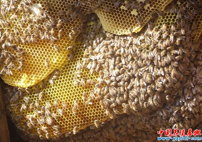 中蜂養殖的蜂群基礎管理技術