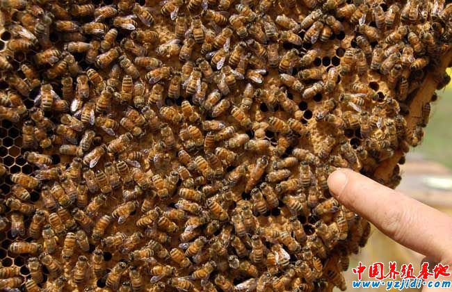 蜜蜂的發育