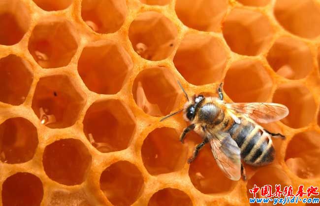 蜜蜂怎么養