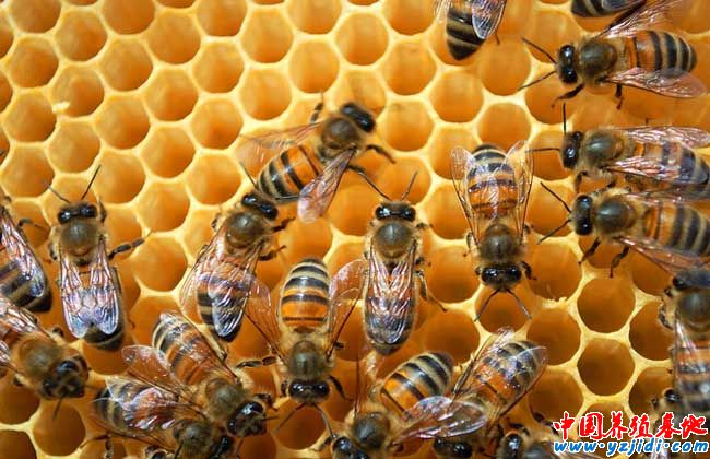 蜜蜂怎么養