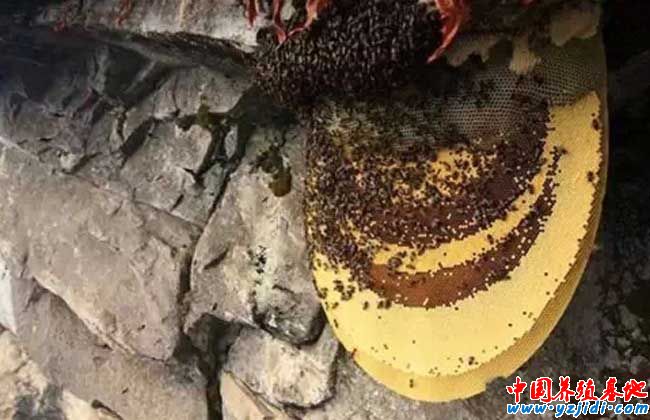 中華蜜蜂養殖技術