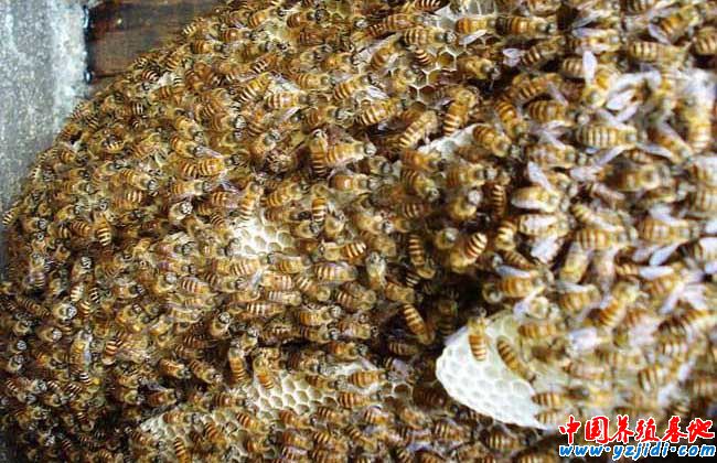 蜜蜂怎么養