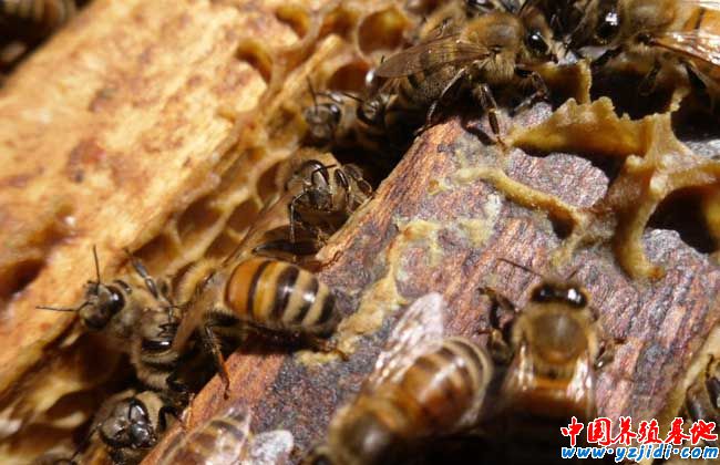蜜蜂養殖成本和利潤