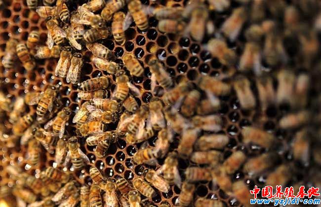 蜜蜂為什么不會迷路