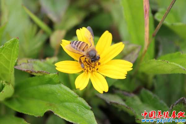 蜜蜂養殖自然分蜂的控制和處理