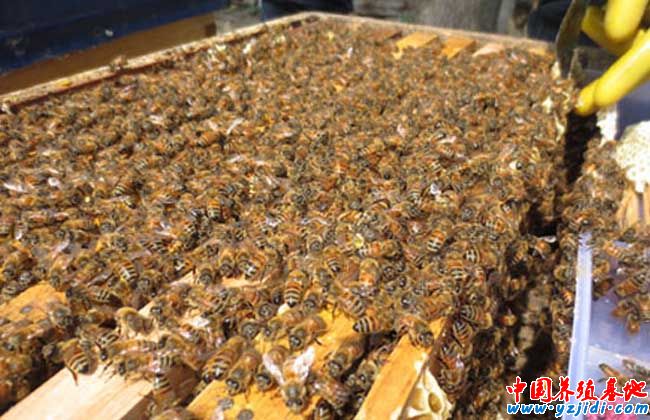 蜜蜂巢脾修造方法