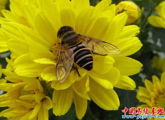 蜜蜂疾病觀察診斷六個措施