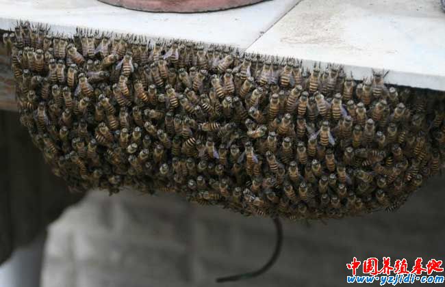 蜜蜂副傷寒病的治療