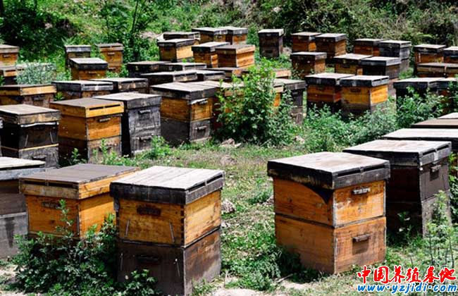 蜂群的合并與調整技術