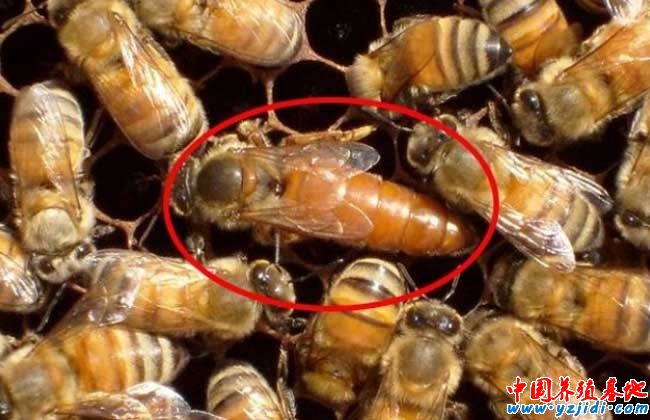 蜂王被圍的六種情況