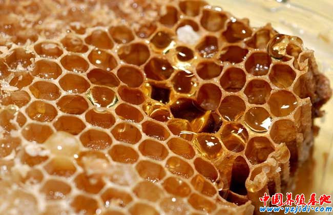 蜜蜂人工育王適宜的時間及地點選擇