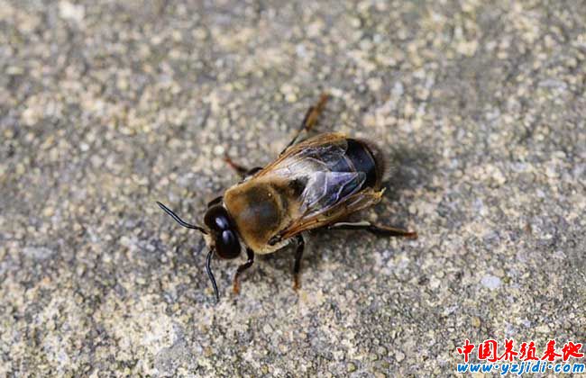 中蜂雄蜂飼養方法