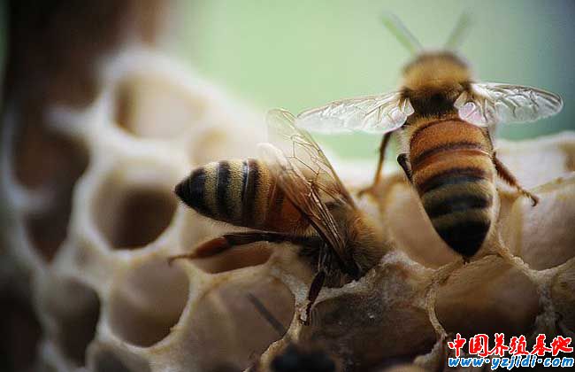 蜜蜂疾病觀察診斷六個措施