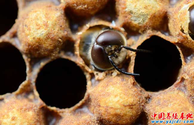 中蜂雄蜂飼養方法