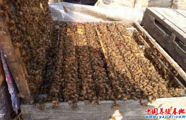 蜜蜂快速繁殖技術