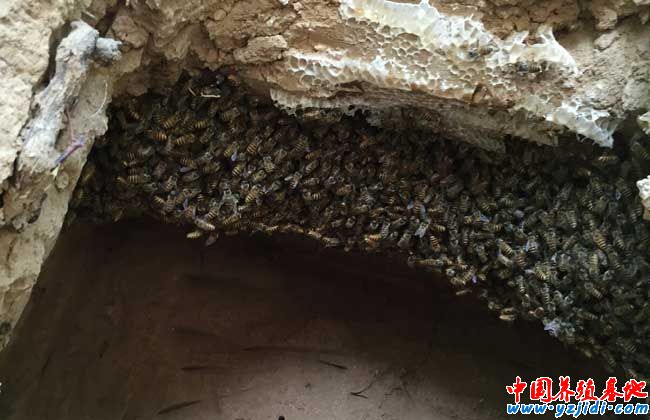中華蜜蜂養殖技術