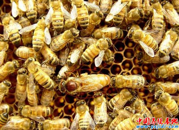 蜜蜂蜂王