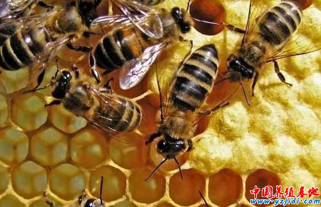 蜜蜂的生物天敵胡蜂的防治