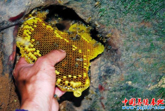 野生蜜蜂的搜捕