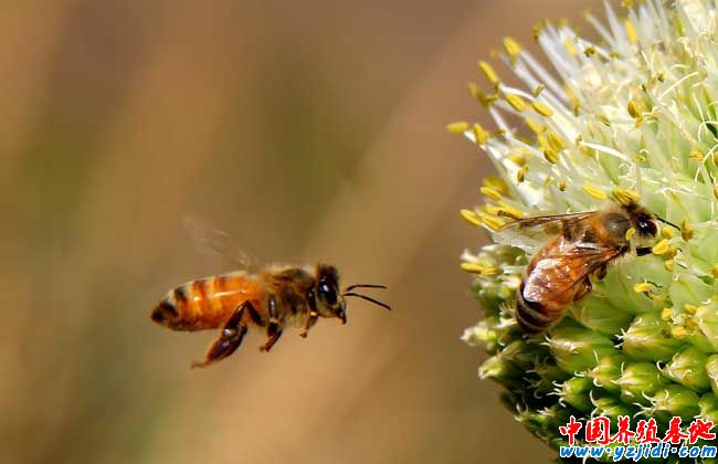蜜蜂養殖場的保潔和消毒技術