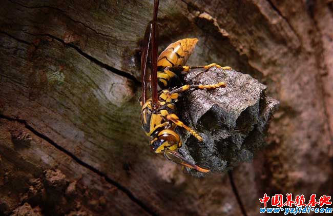 中華蜜蜂養殖