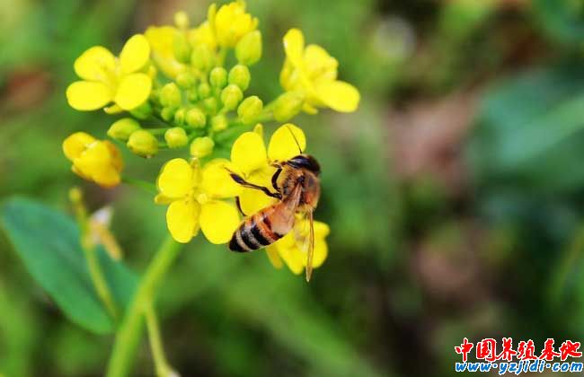 被蜜蜂蟄了怎么處理