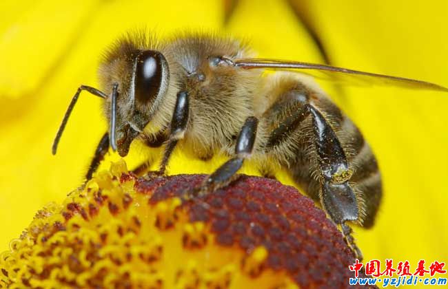 蜜蜂蜂群春季管理方案