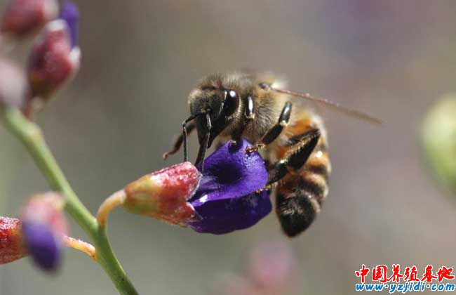 蜜蜂的生活習性