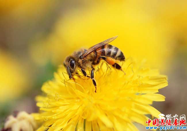 贊美蜜蜂的詩句