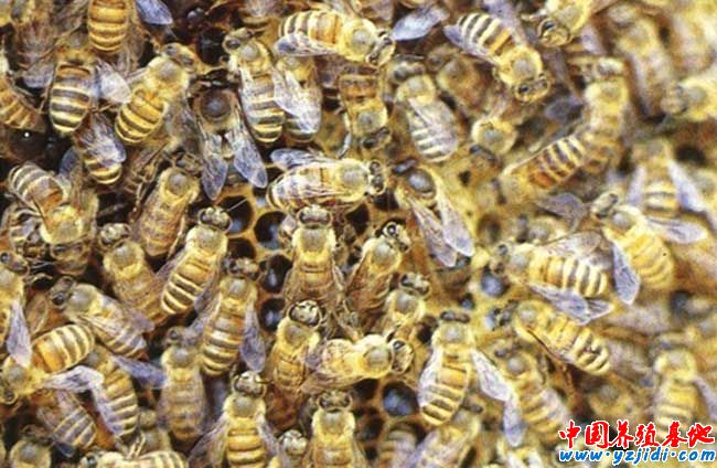 中華蜜蜂養殖