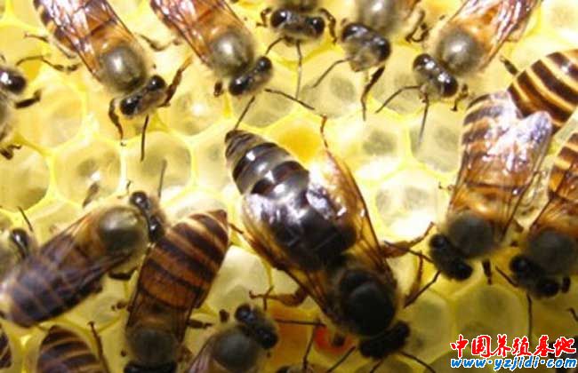 蜜蜂什么時候繁殖快